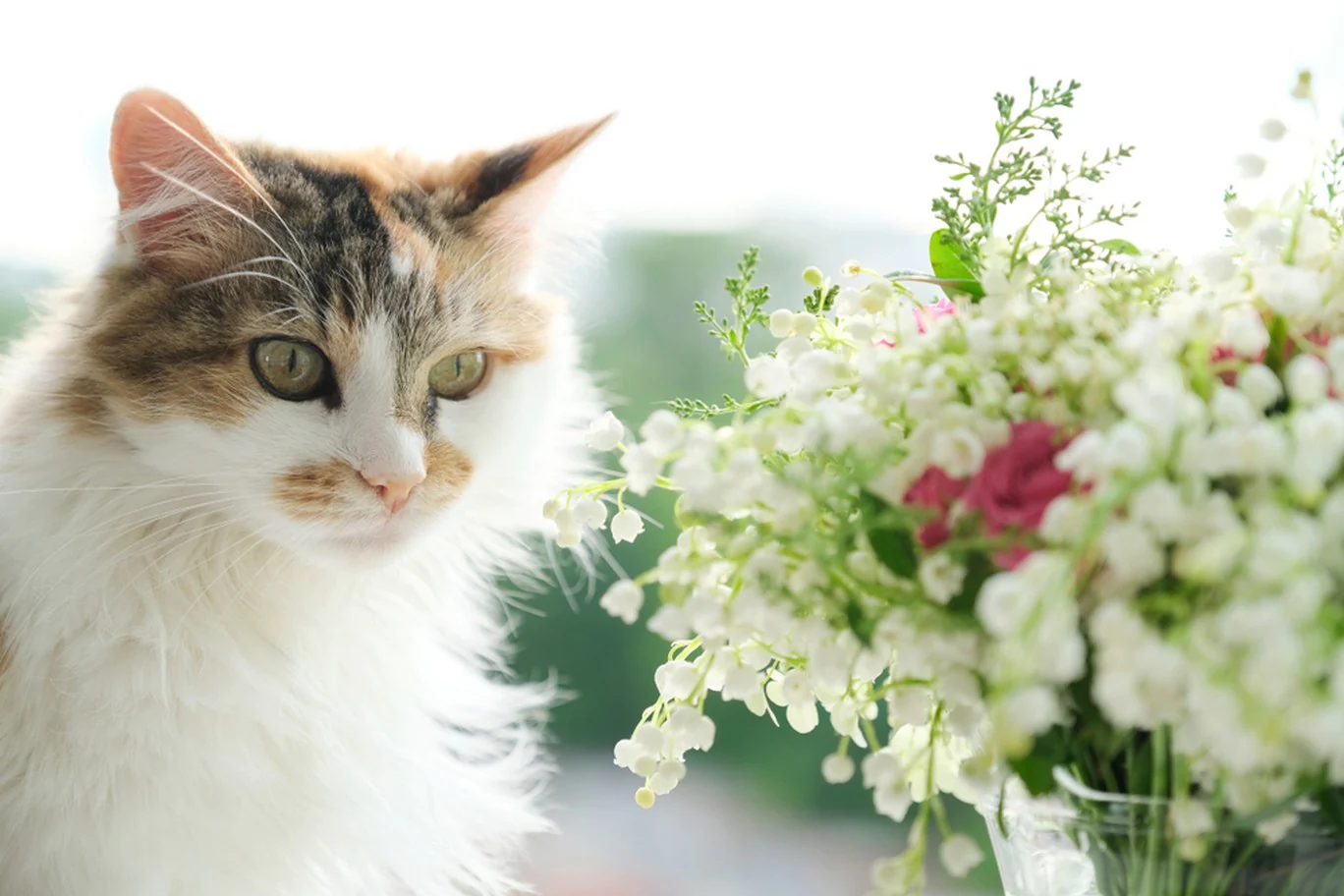 what flowers are poisonous to cats