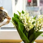 Keep Your Cats Safe by Identifying Toxic Flowers