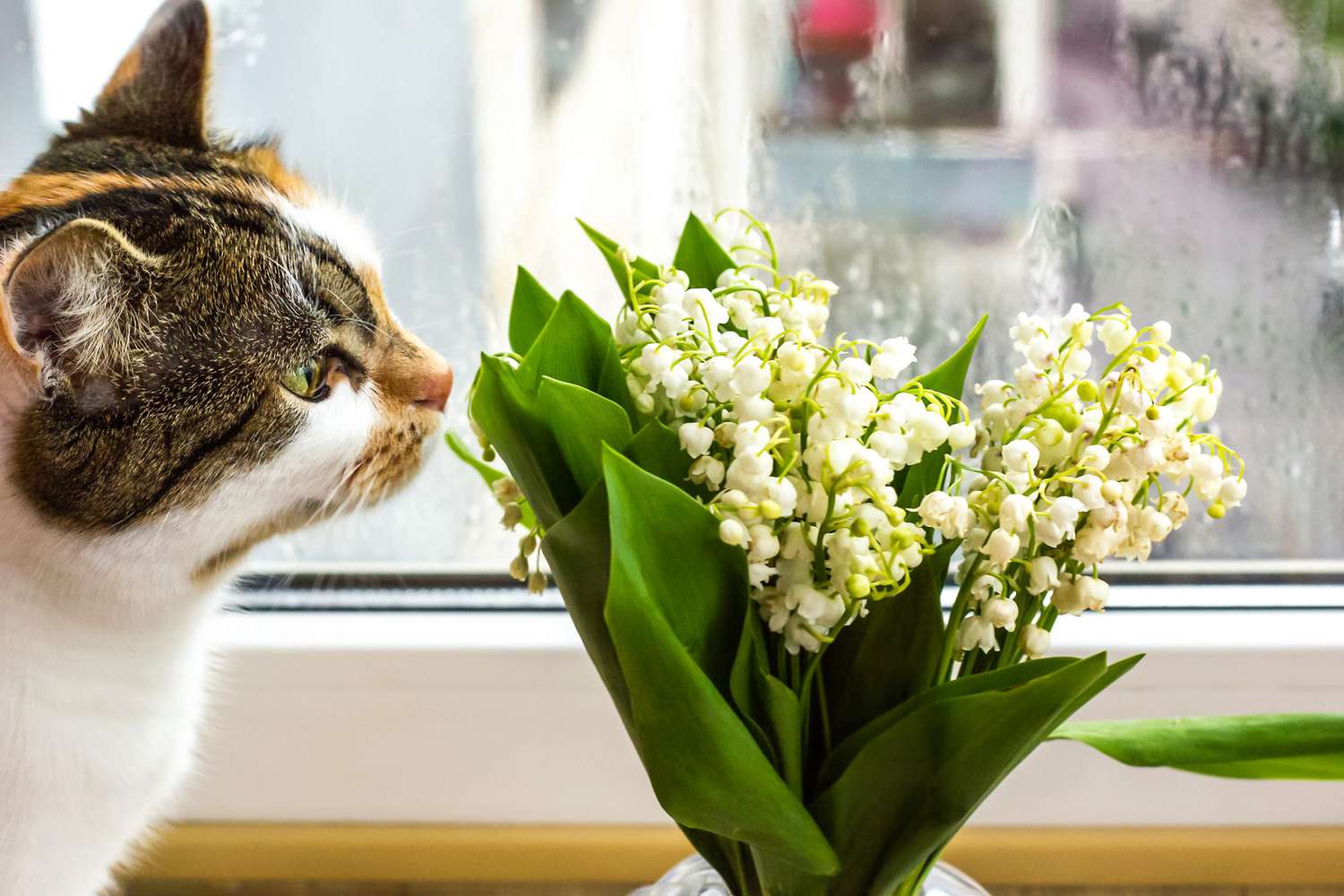 Keep Your Cats Safe by Identifying Toxic Flowers